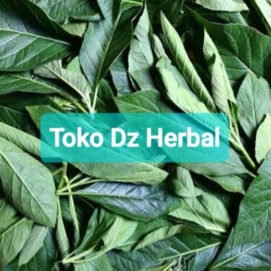 

Daun afrika segar isi 100 lembar petik langsung BONUS 1 batang bibit-az