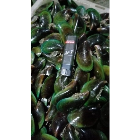 

pusat kerang segar 1kg