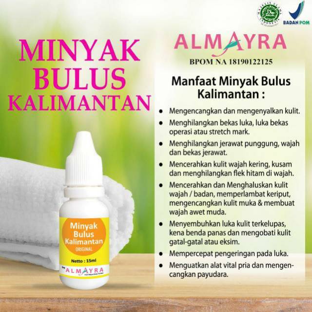 

Minyak Bulus Kalimantan Original Almayra