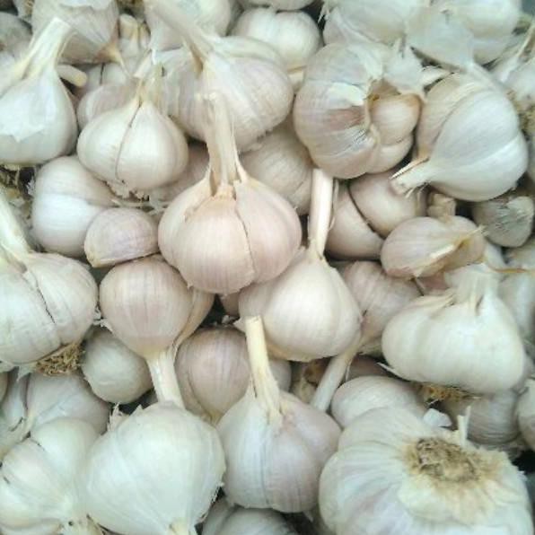 

Grosiran Murah BAWANG PUTIH KATING CUTING GARLIC UNGGUL 1 KG