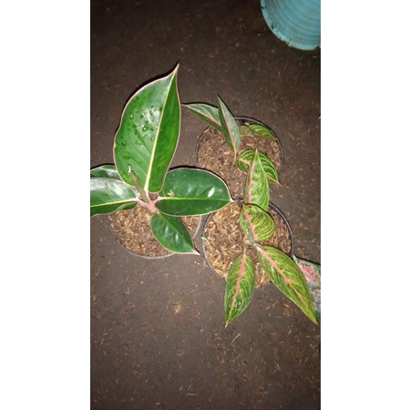 paketan aglonema baby flaminggo green legacy