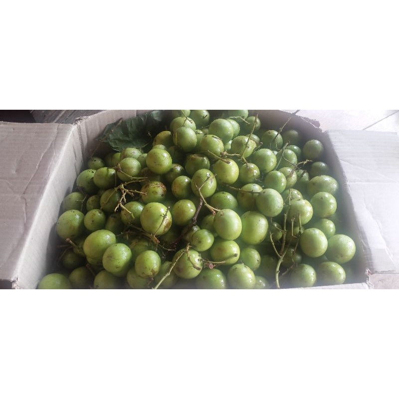 buah ramania ready dipohon silahkan cek out