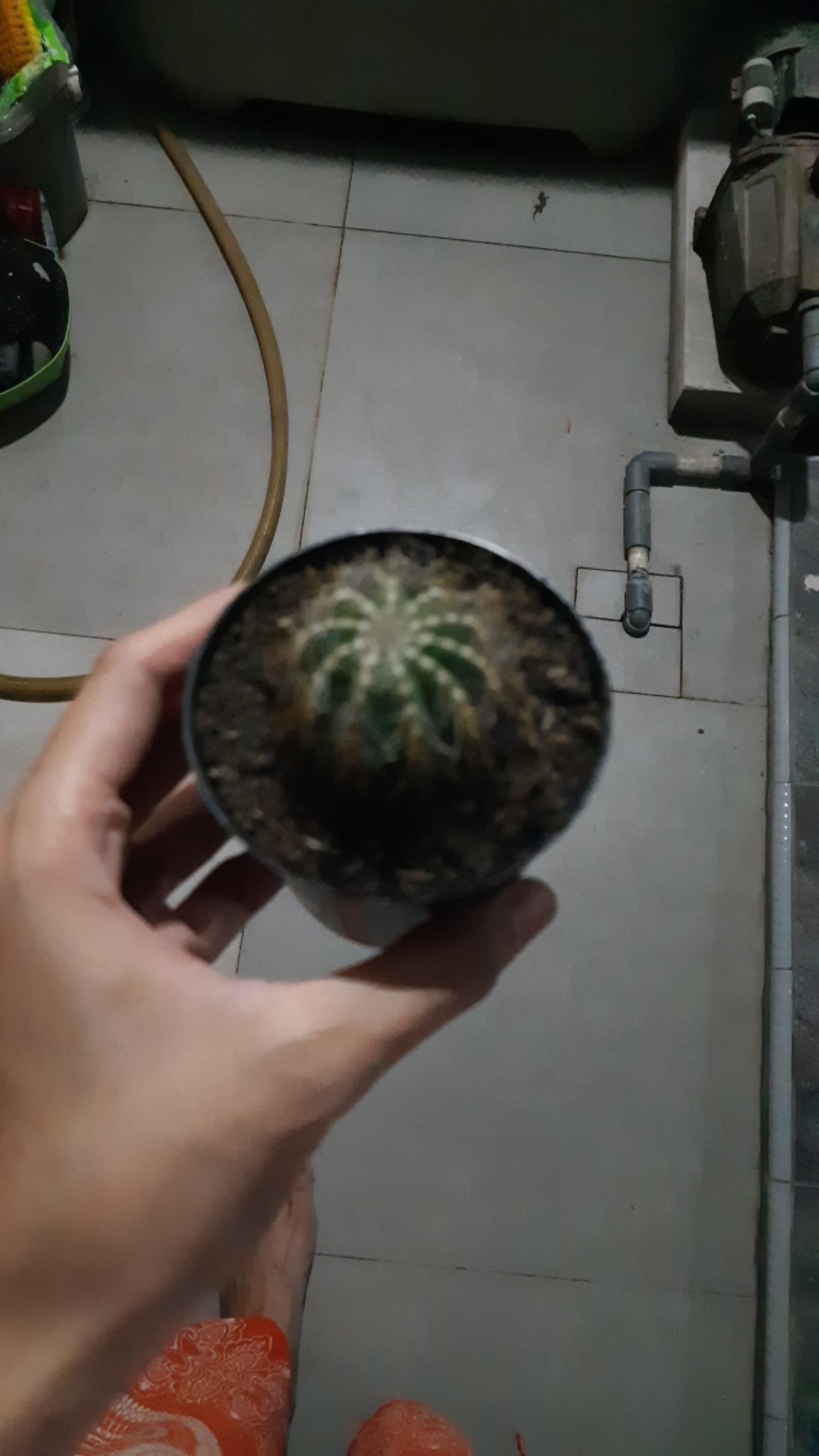 Kaktus Belimbing Parodia Owroot