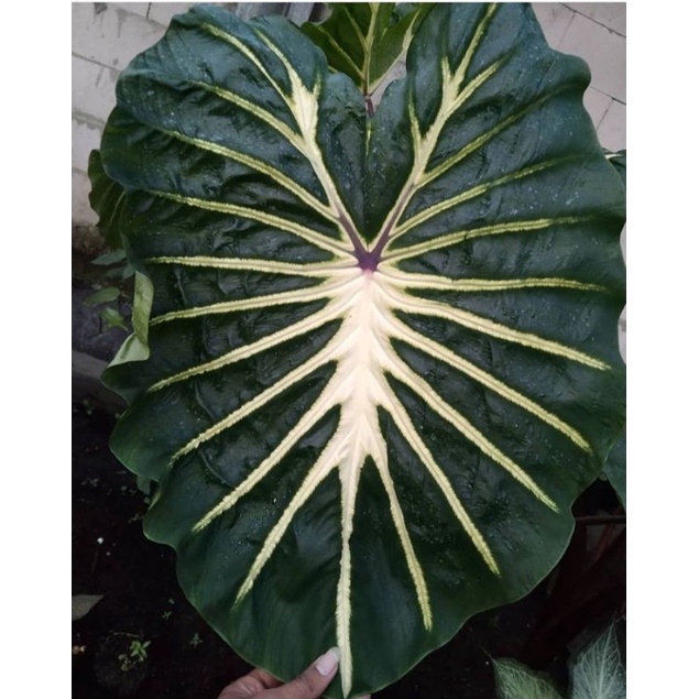 bongol Colocasia white lava