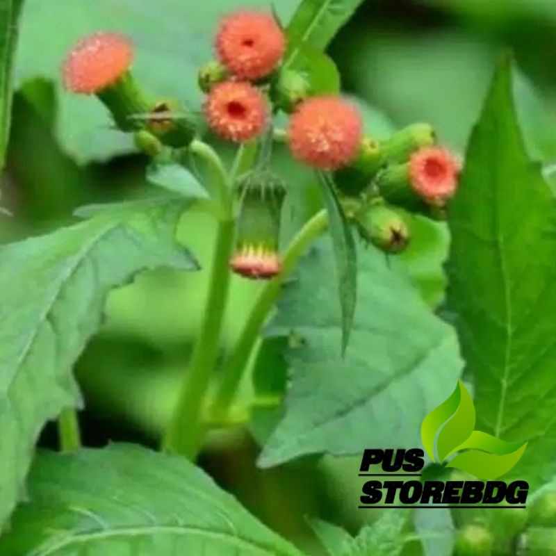 

Daun Sintrong Segar 500Gram