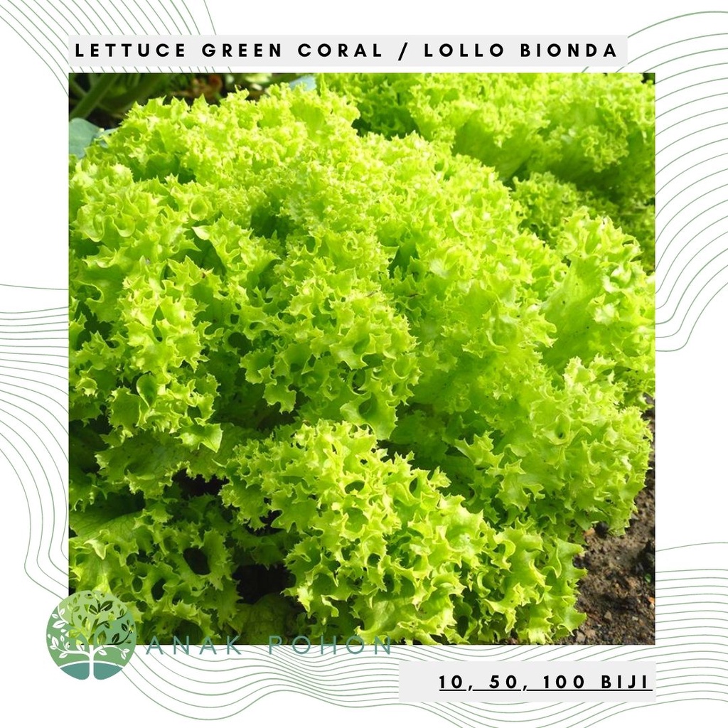 Benih Bibit Biji - Selada Green Coral Lettuce Matt Green Lollo Bionda Seeds - Panen Dalam 30 HST