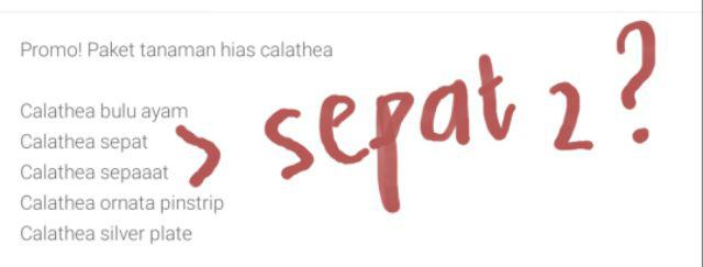 Paket 5 Tanaman Hias Calathea-kalatea
