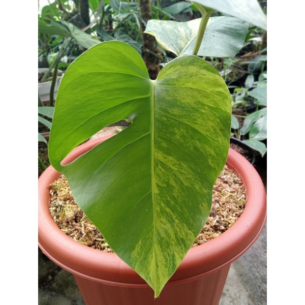 monstera Marmorata