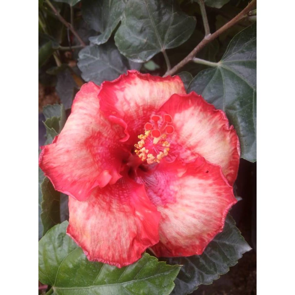 Tanaman Bunga Sepatu Merah Salem Shopee Indonesia