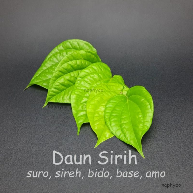

Daun Sirih Fresh langsung Petik di Kebun Saat ada Orderan Masuk (Daun Sirih Langsung Petik Dari Kebun yang Tumbuh Alami).
