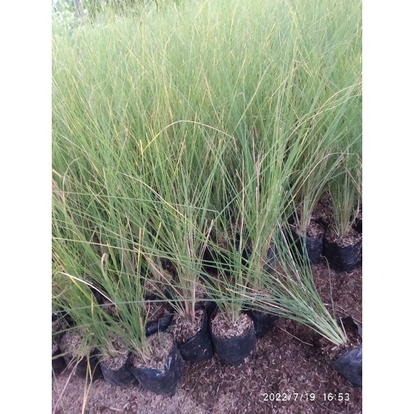 Jual Tanaman Hias Ekor Kuda Rumput Air Mancur Pennisetum Setaceum Shopee Indonesia