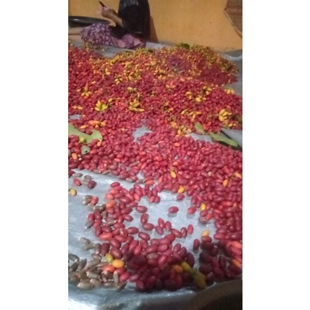 

melinjo matang utuh belum kupas (tangkil) 1kg