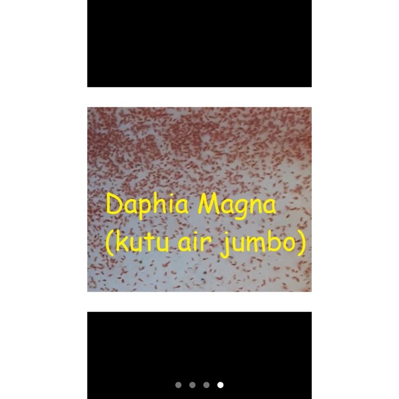 Daphnia magna(kutu air raksasa)