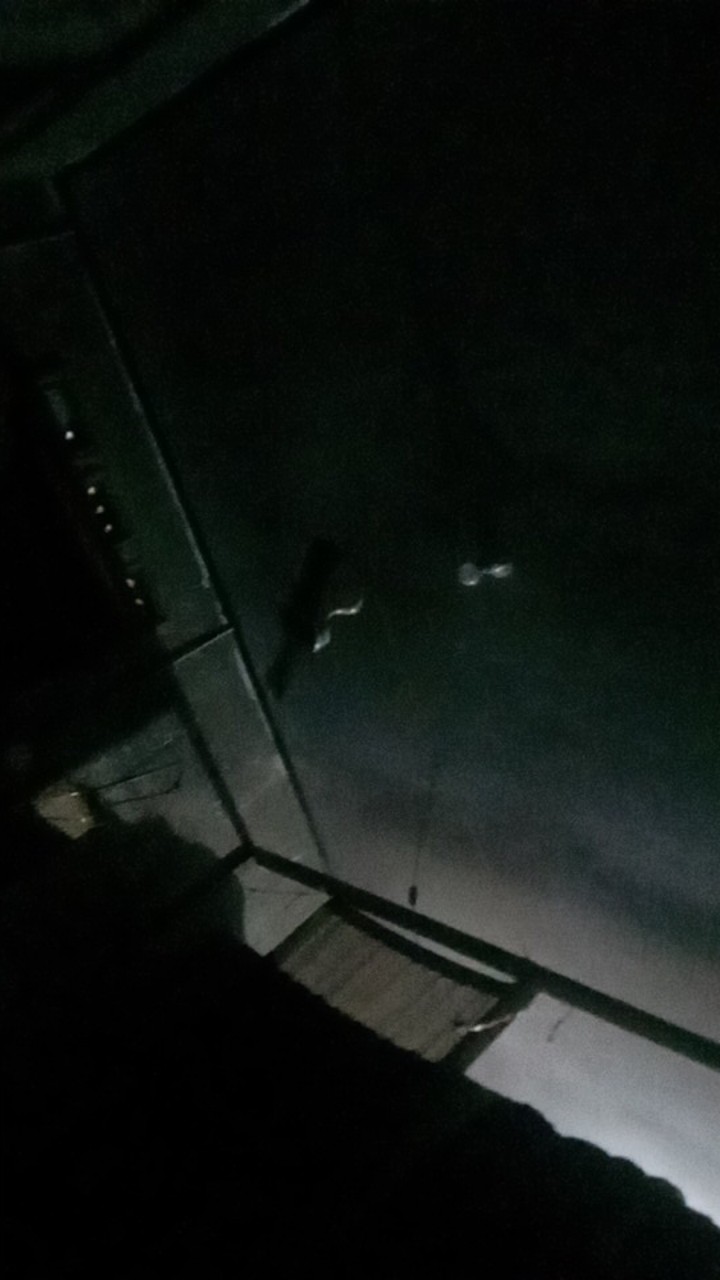 500 Biji - Benih Seledri Tall Utah Celery Tall Utah Seledri Batang Besar Seledri Stik