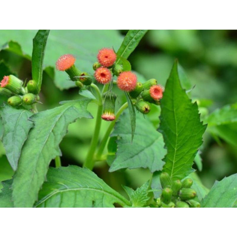 

DAUN SINTRONG SEGAR | SINTRONG PRESS (500g)