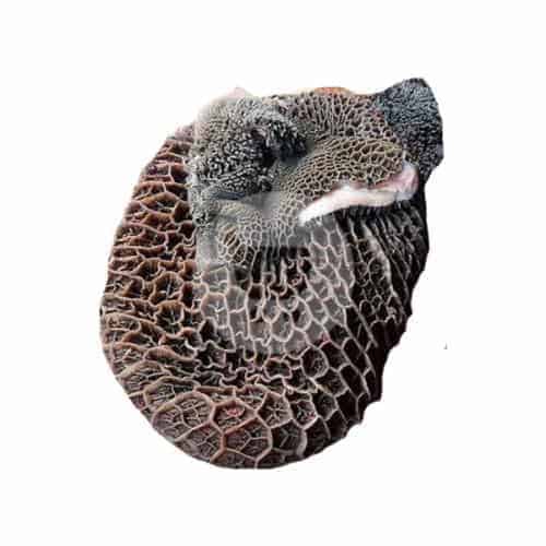 

Babat Sapi 500 g