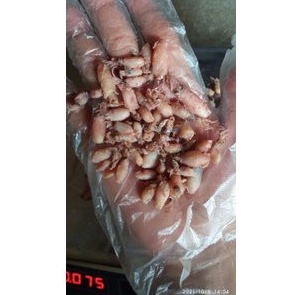 

cumi/cumi baby/baby cumi kering 500g