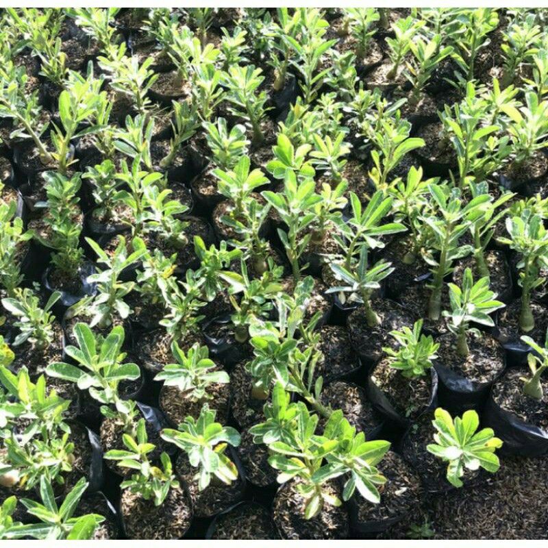 tanaman hias adenium grafting black amaryllis