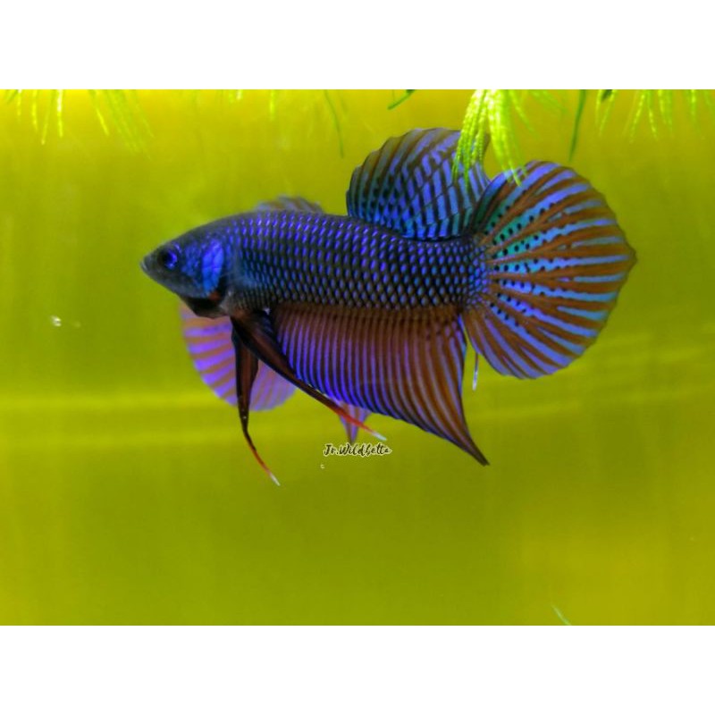 Wild Betta Smaragdina Green Round Tail - Ikan Cupang Alam Ekor Bulat