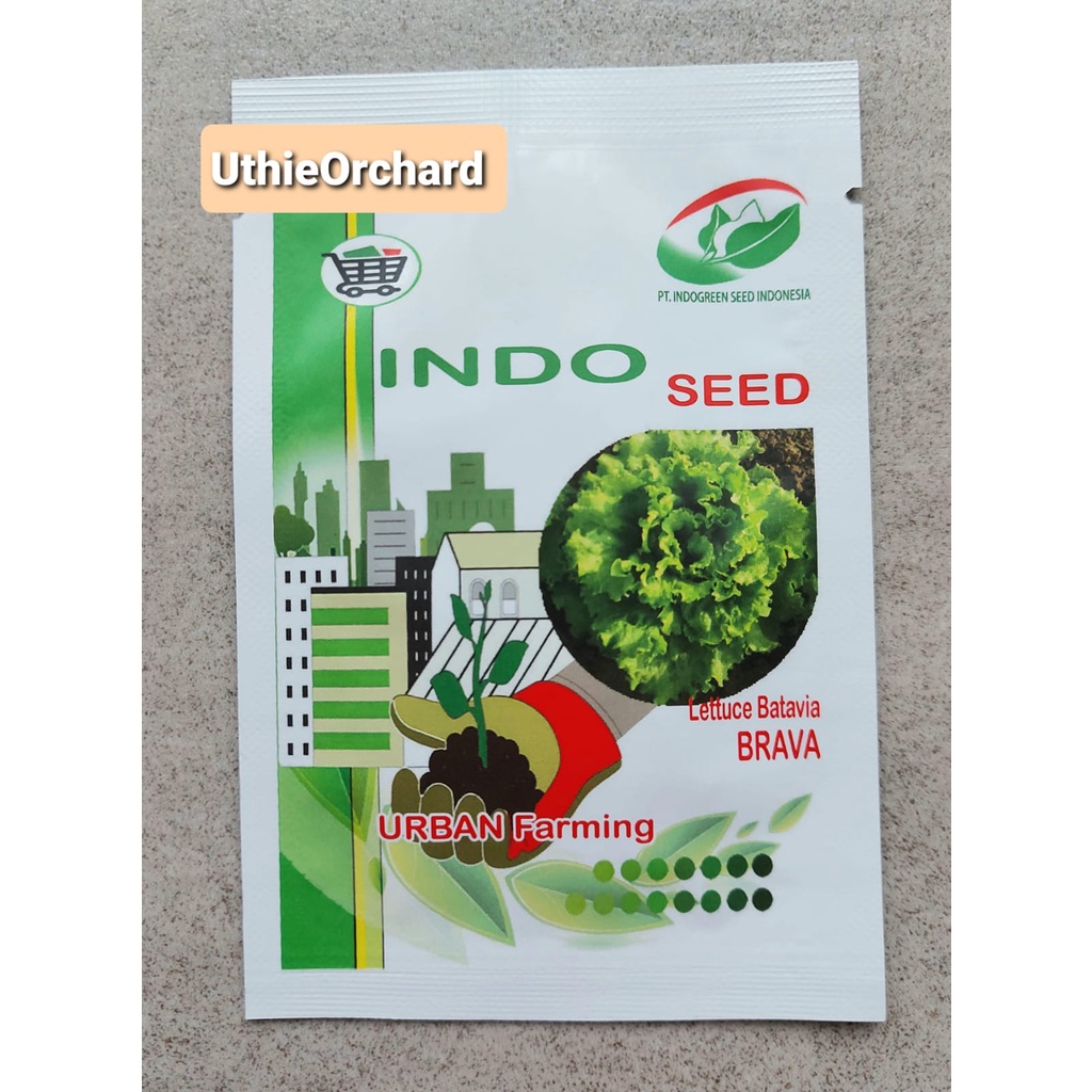 BENIH INDO SEED - SELADA BATAVIA BRAVA KEMASAN ASLI 1 GR