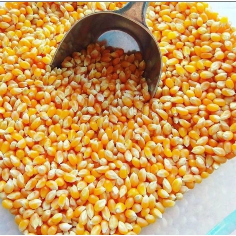 

jagung pop corn reapack 500gr