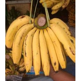 Pisang ambon matang 1 sisir