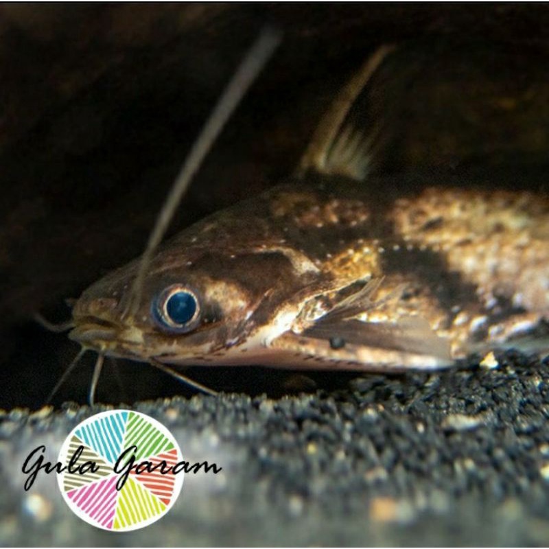 Ikan Mini Colombian CatFish/Drifwood/Catfish/Colombian Jarang ada