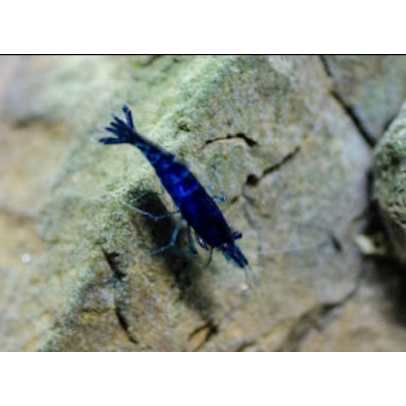 udang hias blue diamond aquascape
