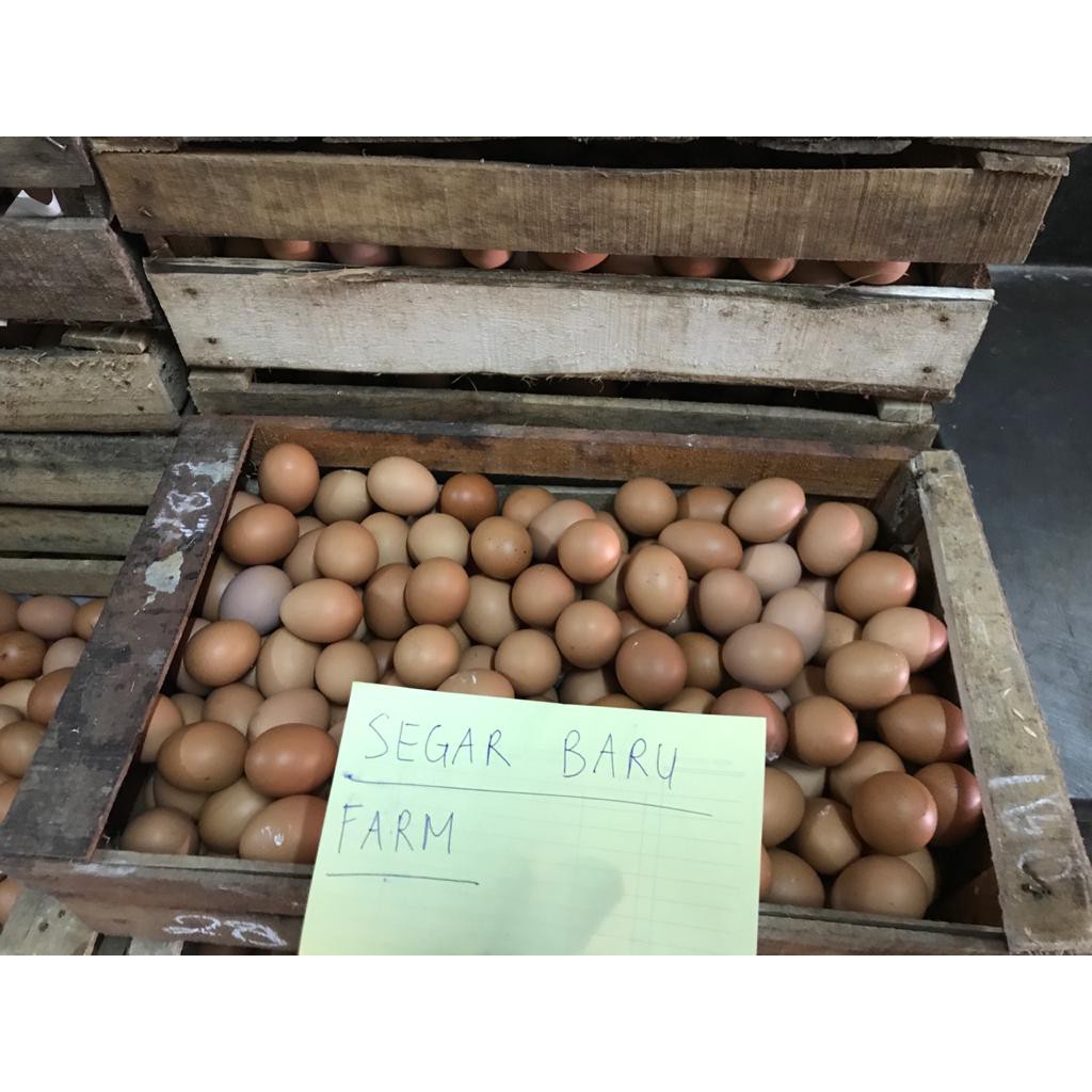 

Telur Telor Ayam Negeri per Kg , GARANSI SEGAR , Ternak Langsung