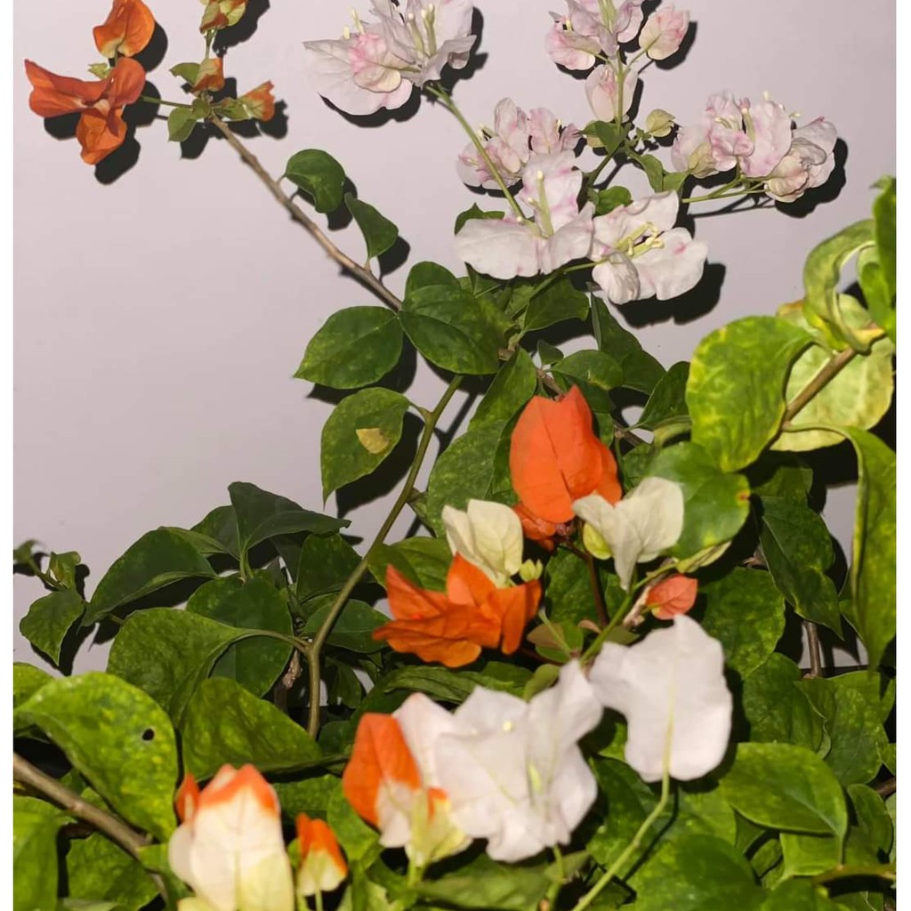 Bougenville Maharani import