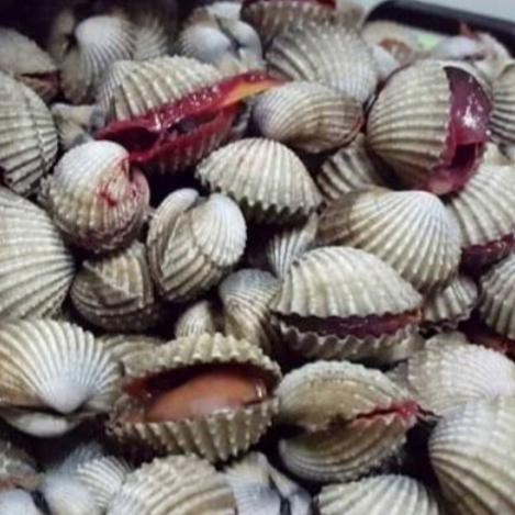 

Kerang Dara Segar - 1 Kilogram