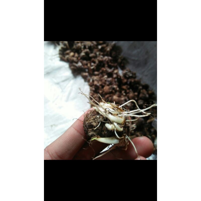 

bonggoln lilipt mutiara bonggolan super kualitas bagus