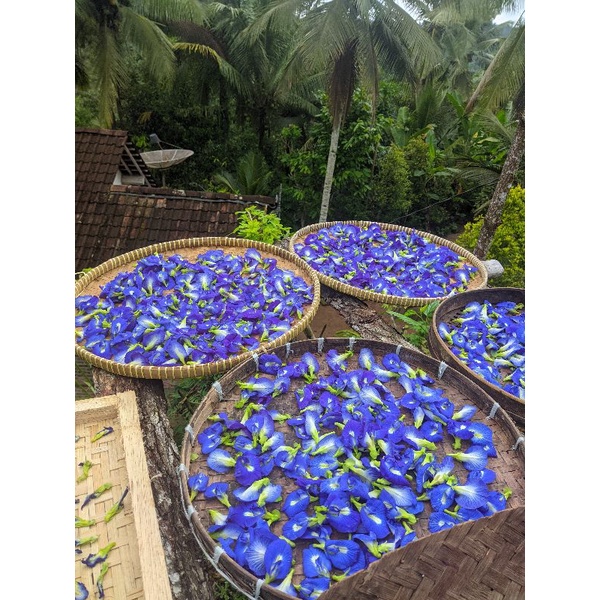 

TEH BUNGA TELANG SERIBU MANFAAT