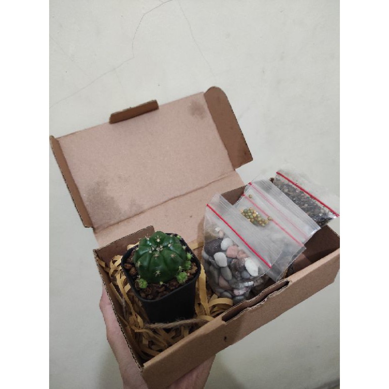 

_sukaktus gift