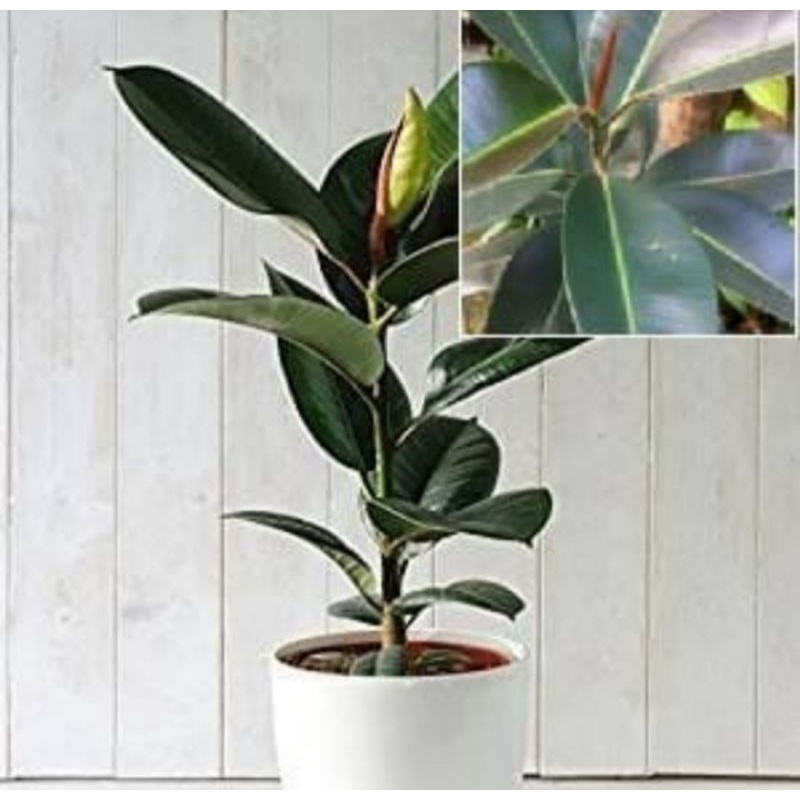 Bibit tanaman daun karet kebo / pohon daun karet kebo