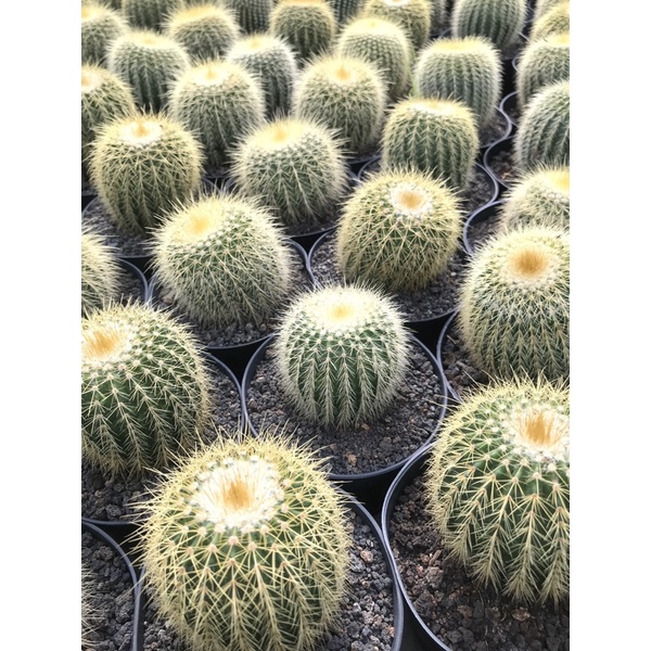 Kaktus Lening Ownroot