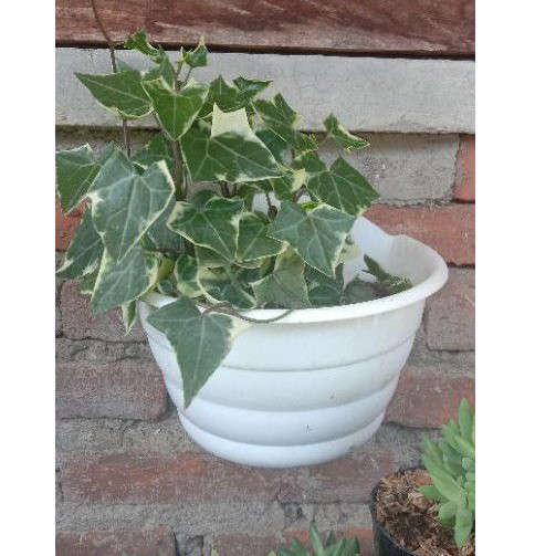 bunga english ivy varigata rimbun