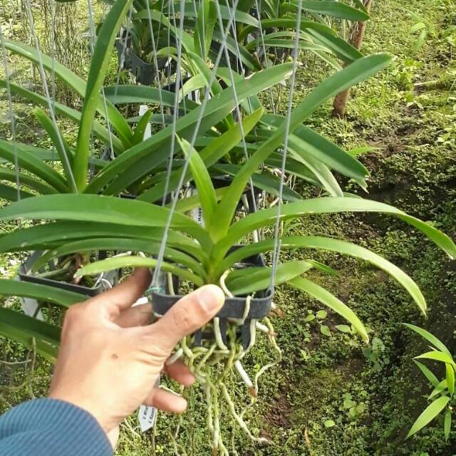 pot tanaman anggrek vanda 10 x 10