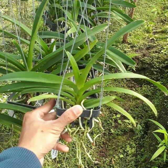  pot  tanaman anggrek  vanda  10 x 10 Shopee Indonesia