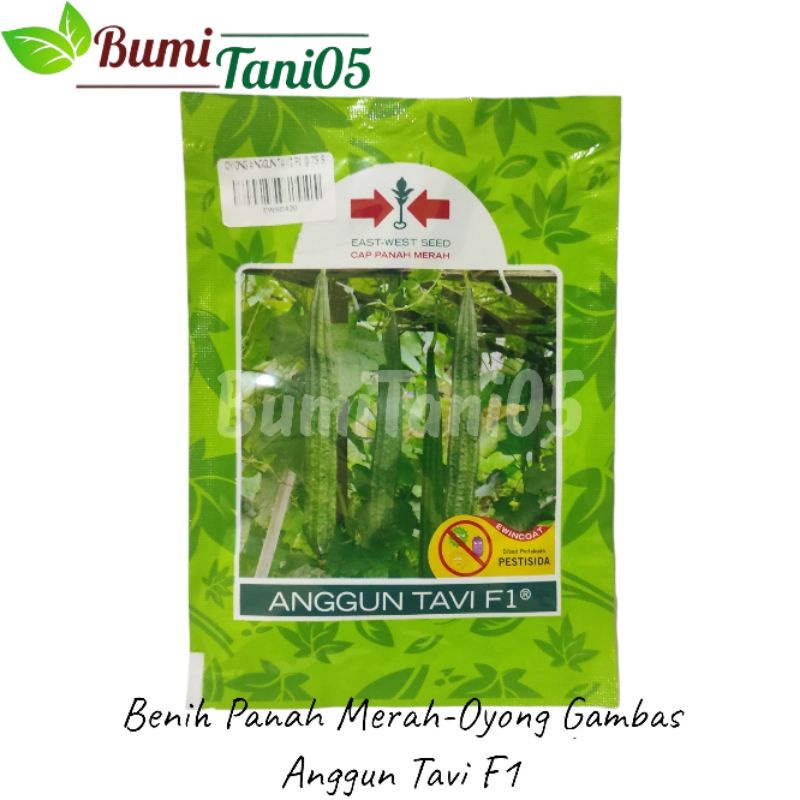 Benih Panah Merah-Oyong Gambas Anggun Tavi 75 Butir