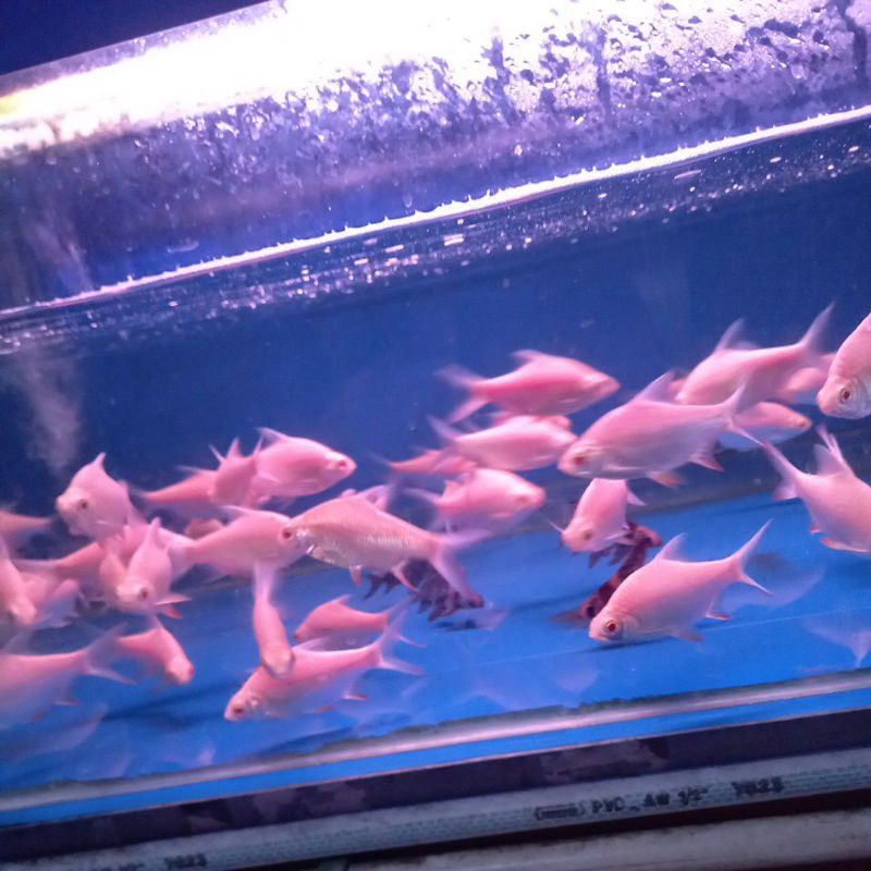 Ikan Kaviat albino tankmate