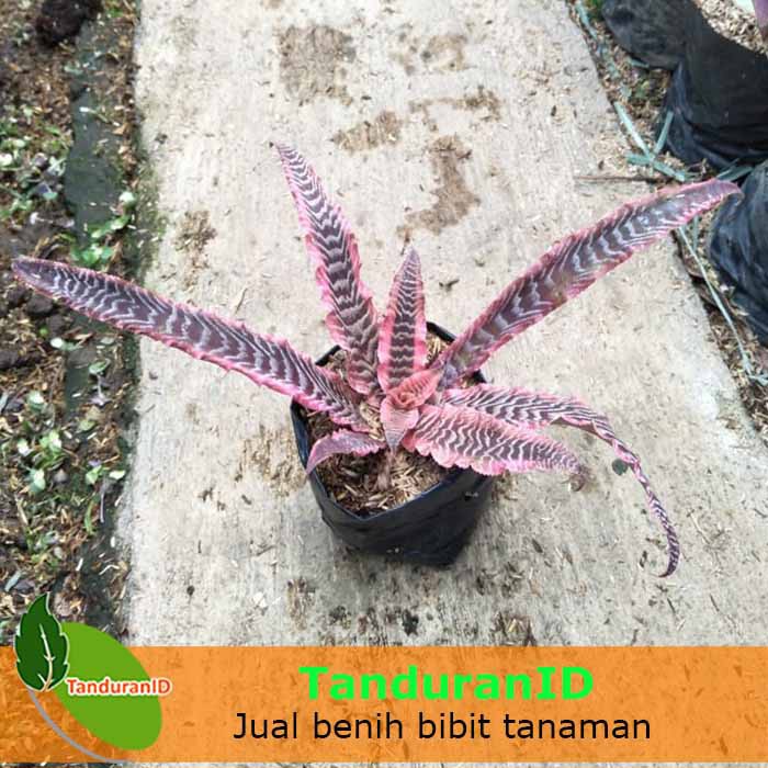 Tanaman Hias Daun Cryptanthus Tokek Merah