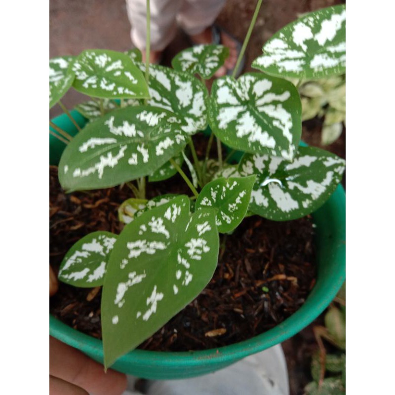 keladi mini/keladi liliput