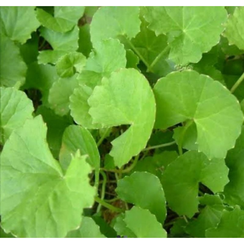 

Daun pegagan segar 500gr
