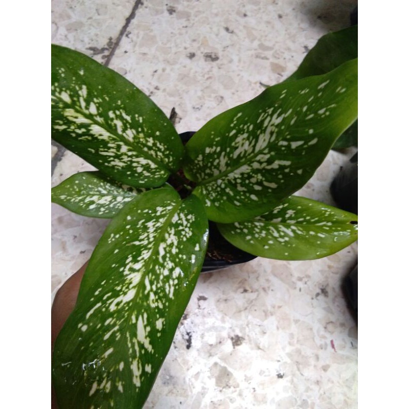 SRI REJEKI BERAS WUTAH