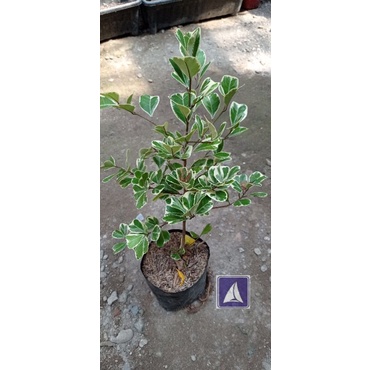 Ficus Triangularis Variegata