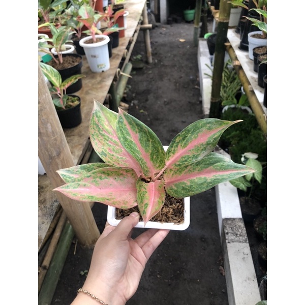 aglaonema golden baby