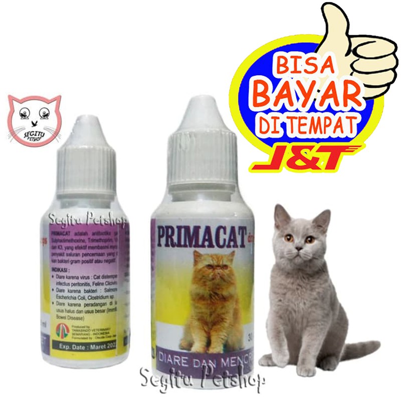 Obat Diare Kucing