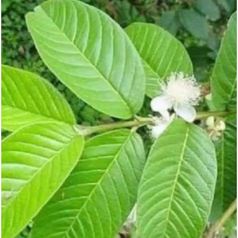 

daun jambu biji organik 250 gram