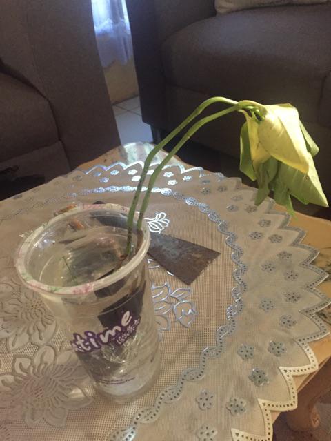 New Produck!! Tanaman Hias Melati Jepang - Melati Wangi - Bunga Melati